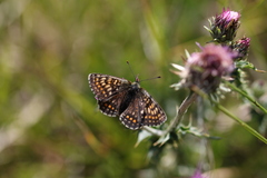Melitaea varia