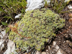 Saxifraga marginata