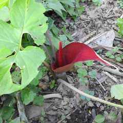 Typhonium trilobatum