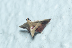 Endotricha repandalis