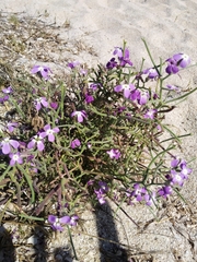 Matthiola tricuspidata