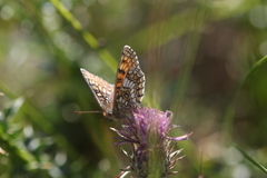 Melitaea varia