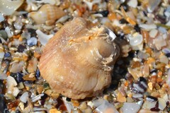 Talochlamys pusio