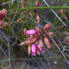 Erica cristata