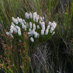 Spatalla mollis