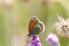Coenonympha macromma