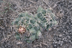 Coryphantha maiz-tablasensis