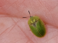 Cassida sanguinosa