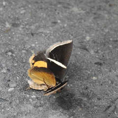 Lepidoptera