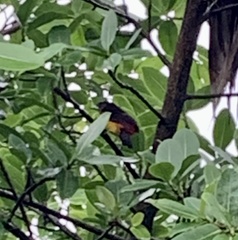 Ramphocelus flammigerus