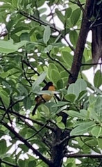Ramphocelus flammigerus