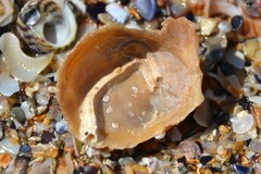 Talochlamys pusio