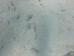 Pardachirus marmoratus