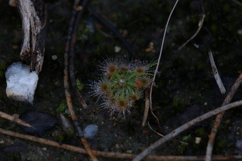 Drosera miniata