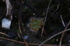 Drosera miniata