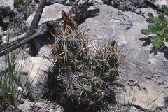 Coryphantha wohlschlageri