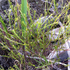 Coleonema juniperinum