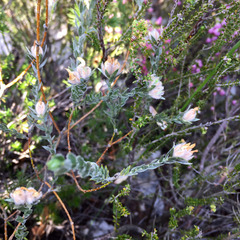 Amphithalea tomentosa