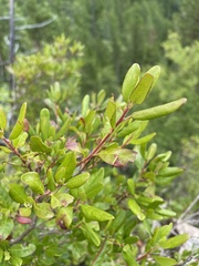 Rhododendron adamsii