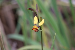 Diuris brumalis