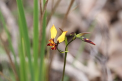 Diuris brumalis
