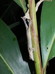 Gekko hokouensis