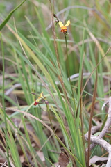 Diuris brumalis