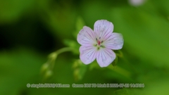 Geranium dahuricum