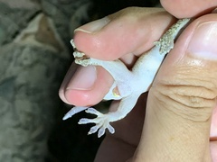 Gekko hokouensis