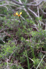 Diuris brumalis