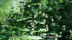 Phlomoides umbrosa