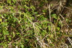 Tramea limbata
