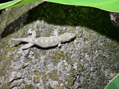 Gekko hokouensis