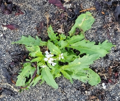 Cakile arctica