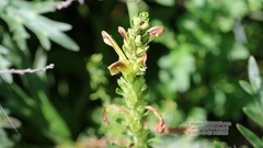 Pedicularis striata