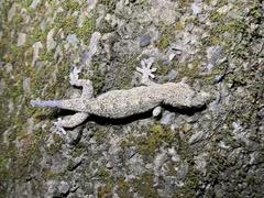 Gekko hokouensis