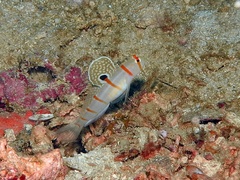 Amblyeleotris randalli