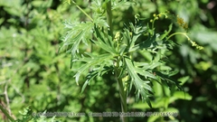 Aconitum barbatum puberulum