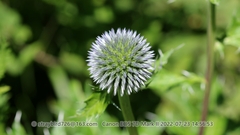 Echinops davuricus