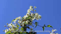Clematis brevicaudata