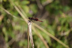 Tramea limbata