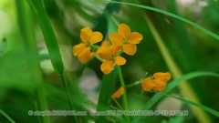 Erysimum perofskianum