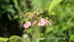 Hydrangea bretschneideri