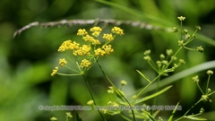 Bupleurum chinense