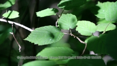 Corylus sieboldiana mandshurica