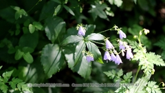 Adenophora divaricata