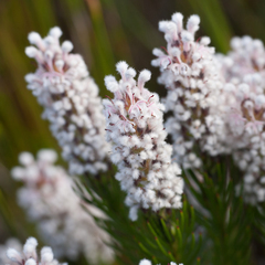 Spatalla mollis
