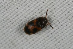 Mycetophagus flexuosus