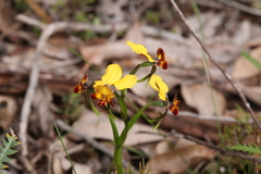 Diuris brumalis