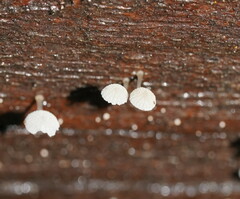 Mycena piringa